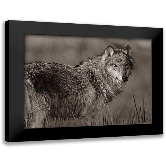 Fitzharris, Tim 24x19 Black Modern Framed Museum Art Print Titled - Gray wolf in marsh Sepia
