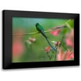 thumbnail image 1 of Fitzharris, Tim 24x19 Black Modern Framed Museum Art Print Titled - Long Tailed Sylph Hummingbird, 1 of 5