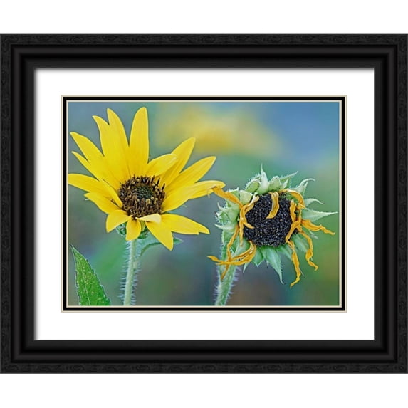 Fitzharris, Tim 24x19 Black Ornate Wood Framed with Double Matting Museum Art Print Titled - Priarie Sunflowers II