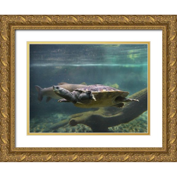 Fitzharris, Tim 24x19 Gold Ornate Wood Framed with Double Matting Museum Art Print Titled - Malaysian pond turtle
