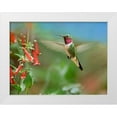 thumbnail image 1 of Fitzharris, Tim 24x19 White Modern Wood Framed Museum Art Print Titled - Broad Tailed Hummingbird at Scarlet Bugler Penstemon, 1 of 4