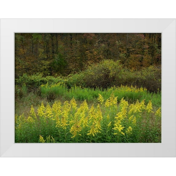 Fitzharris, Tim 24x19 White Modern Wood Framed Museum Art Print Titled - Goldenrods near DeQueen-Arkansas