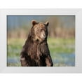 thumbnail image 1 of Fitzharris, Tim 24x19 White Modern Wood Framed Museum Art Print Titled - Grizzly bear, 1 of 4