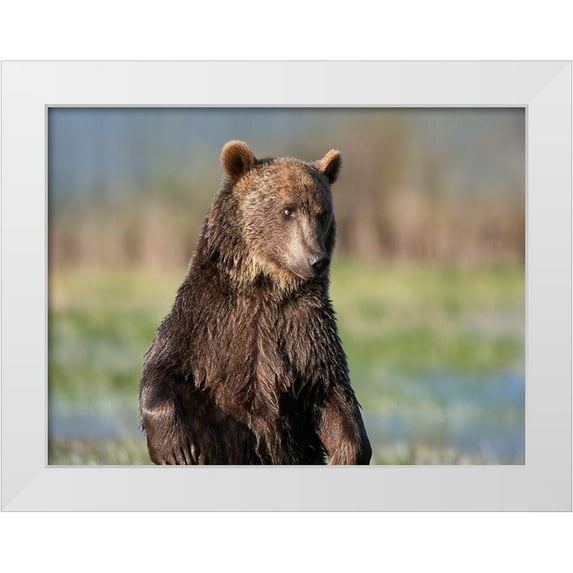 Fitzharris, Tim 24x19 White Modern Wood Framed Museum Art Print Titled - Grizzly bear