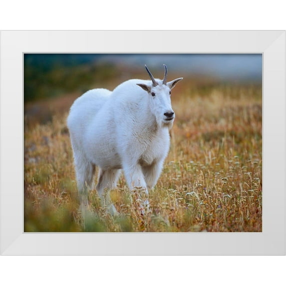 Fitzharris, Tim 24x19 White Modern Wood Framed Museum Art Print Titled - Mountain goat