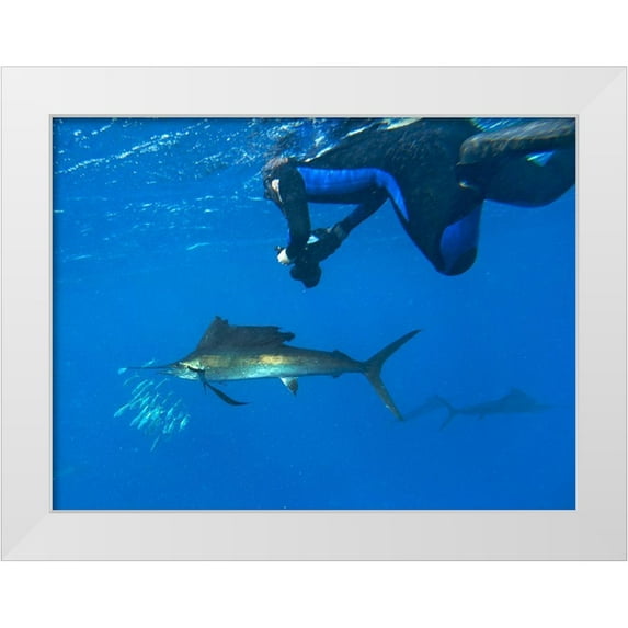 Fitzharris, Tim 24x19 White Modern Wood Framed Museum Art Print Titled - Sailfish-diver and sardines-Isla Mujeres-Mexico
