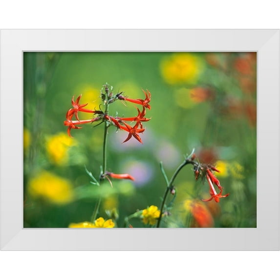 Fitzharris, Tim 24x19 White Modern Wood Framed Museum Art Print Titled - Scarlet Gilia