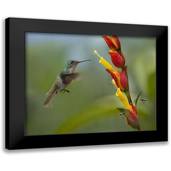 Fitzharris, Tim 24x20 Black Modern Framed Museum Art Print Titled - Andean Emerald Humming Bird