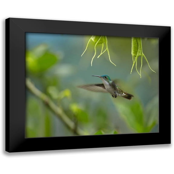 Fitzharris, Tim 24x20 Black Modern Framed Museum Art Print Titled - Andean Emerald Humming Bird