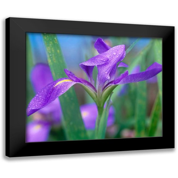 Fitzharris, Tim 24x20 Black Modern Framed Museum Art Print Titled - Blue Flag Iris