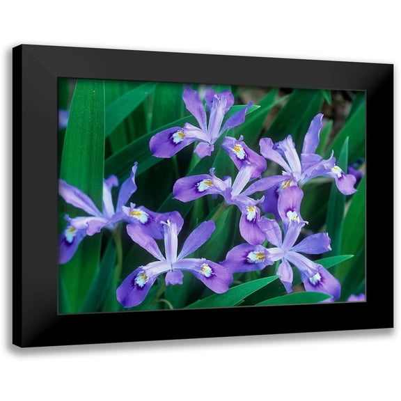 Fitzharris, Tim 24x20 Black Modern Framed Museum Art Print Titled - Crested Dwarf Iris