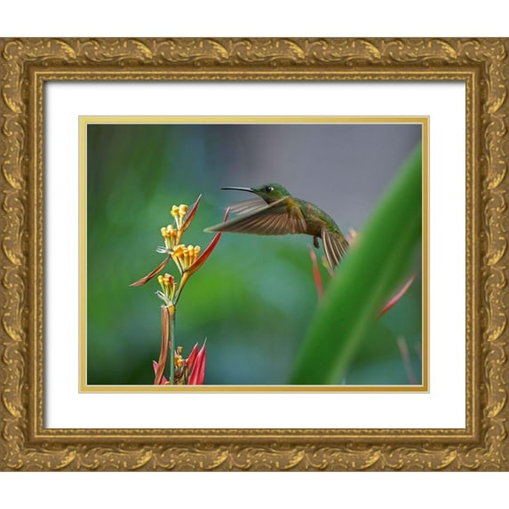 Fitzharris, Tim 24x20 Gold Ornate Wood Framed with Double Matting Museum Art Print Titled - Fawn Breasted Brilliant Hummingbird