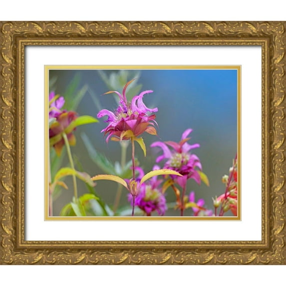 Fitzharris, Tim 24x20 Gold Ornate Wood Framed with Double Matting Museum Art Print Titled - Lemon Mint Wildflowers