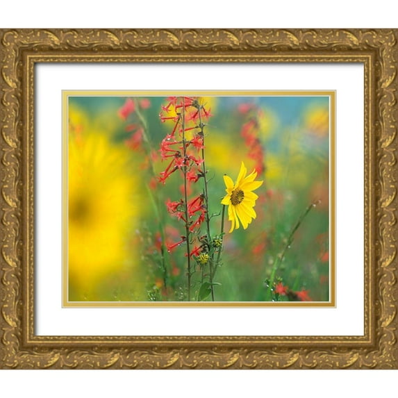 Fitzharris, Tim 24x20 Gold Ornate Wood Framed with Double Matting Museum Art Print Titled - Sunflower and Scarlet Gilia