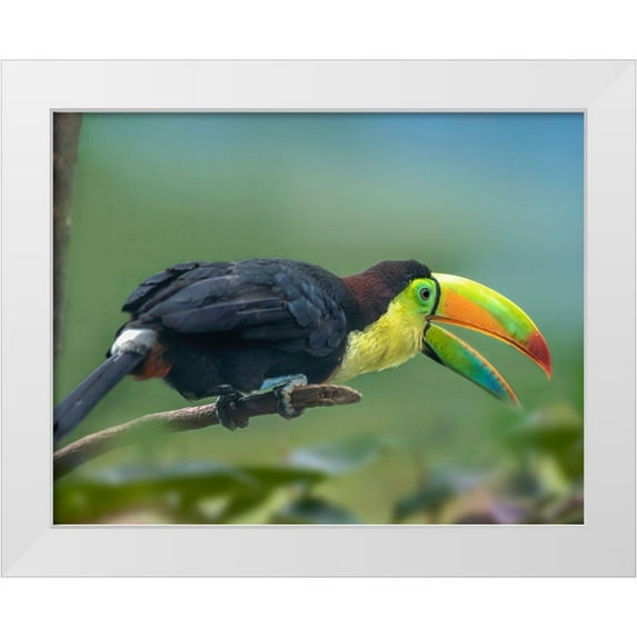 Fitzharris, Tim 24x20 White Modern Wood Framed Museum Art Print Titled - Keel-billed Toucan I
