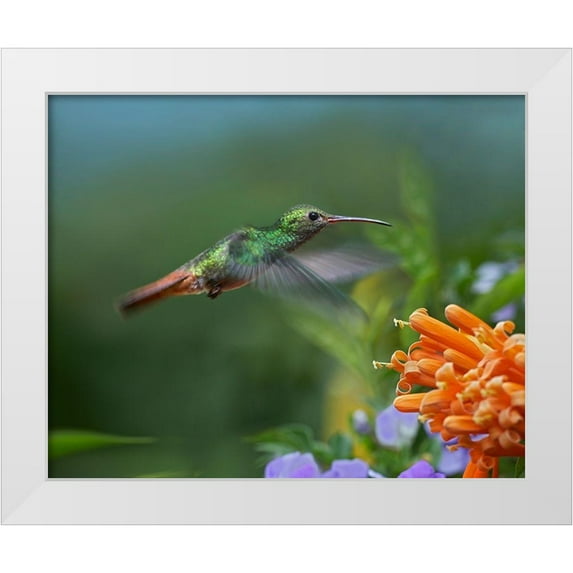 Fitzharris, Tim 24x20 White Modern Wood Framed Museum Art Print Titled - Rufous Tailed Hummingbird at Flame Vine