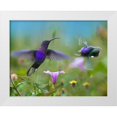 thumbnail image 1 of Fitzharris, Tim 24x20 White Modern Wood Framed Museum Art Print Titled - Violet Sabrewing Hummingbirds, 1 of 4