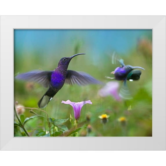 Fitzharris, Tim 24x20 White Modern Wood Framed Museum Art Print Titled - Violet Sabrewing Hummingbirds