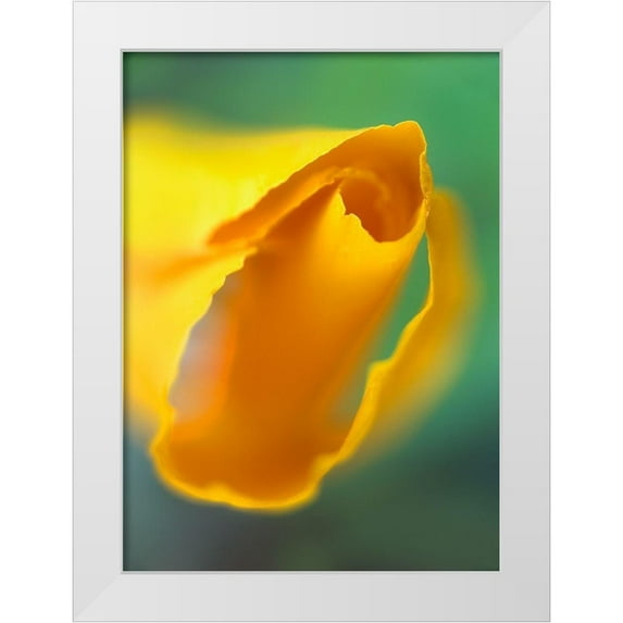 Fitzharris, Tim 24x32 White Modern Wood Framed Museum Art Print Titled - California Poppy
