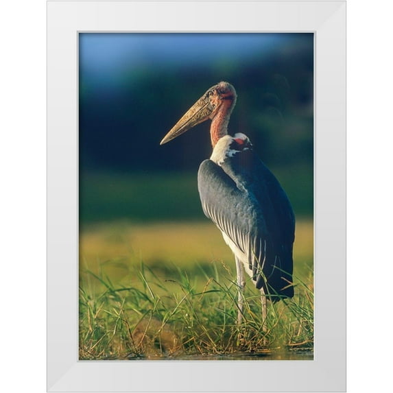 Fitzharris, Tim 24x32 White Modern Wood Framed Museum Art Print Titled - Marabou Stork-Kenya II