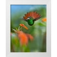 thumbnail image 1 of Fitzharris, Tim 25x32 White Modern Wood Framed Museum Art Print Titled - Rufous Tailed Hummingbird, 1 of 4