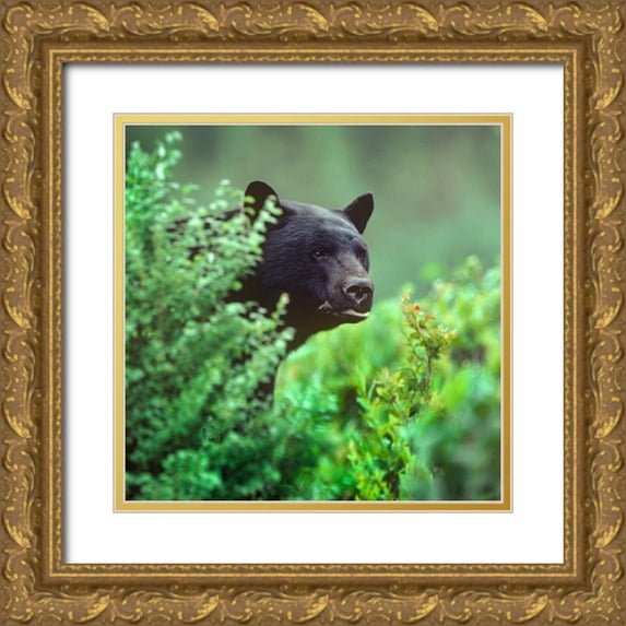 Fitzharris, Tim 26x26 Gold Ornate Wood Framed with Double Matting Museum Art Print Titled - Black bear