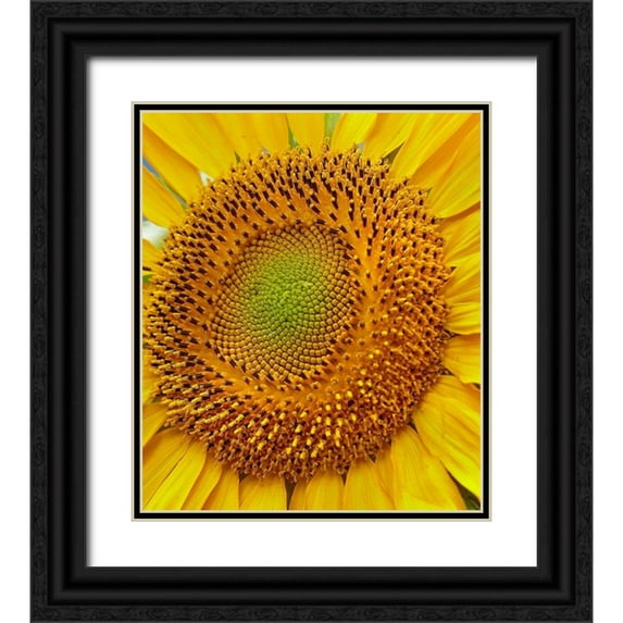 Fitzharris, Tim 26x30 Black Ornate Wood Framed with Double Matting Museum Art Print Titled - Sunflowers