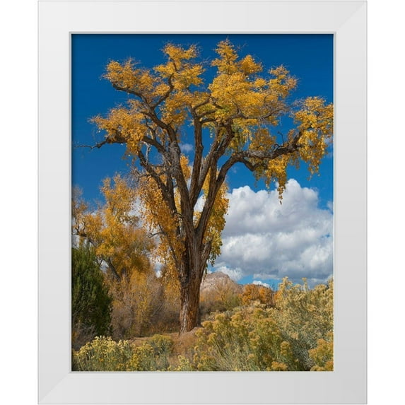 Fitzharris, Tim 26x32 White Modern Wood Framed Museum Art Print Titled - Chamisas and Cottonwood Trees