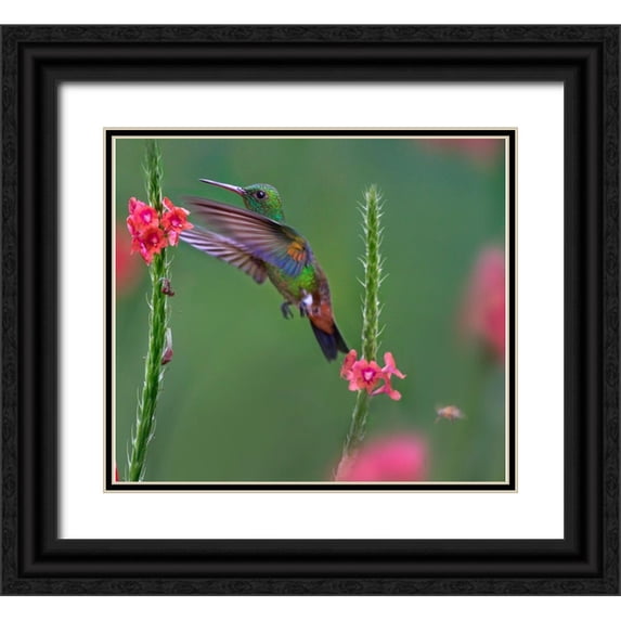 Fitzharris, Tim 29x26 Black Ornate Wood Framed with Double Matting Museum Art Print Titled - Copper Rumped Humming Bird