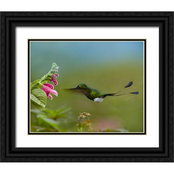 Fitzharris, Tim 31x26 Black Ornate Wood Framed with Double Matting Museum Art Print Titled - Booted Racket-Tail Hummingbird