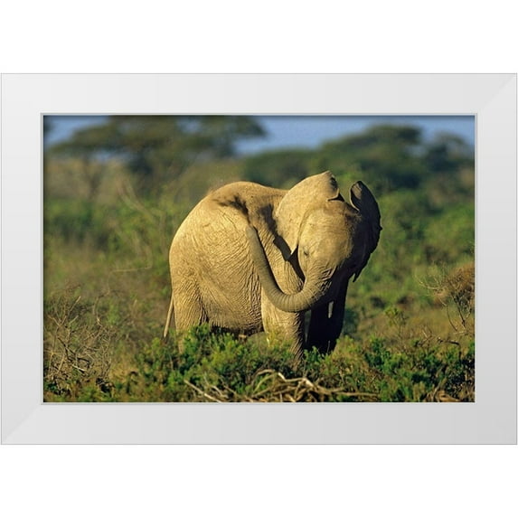 Fitzharris, Tim 32x23 White Modern Wood Framed Museum Art Print Titled - African elephant young dust bathing-Masai Mara Reserve-Kenya