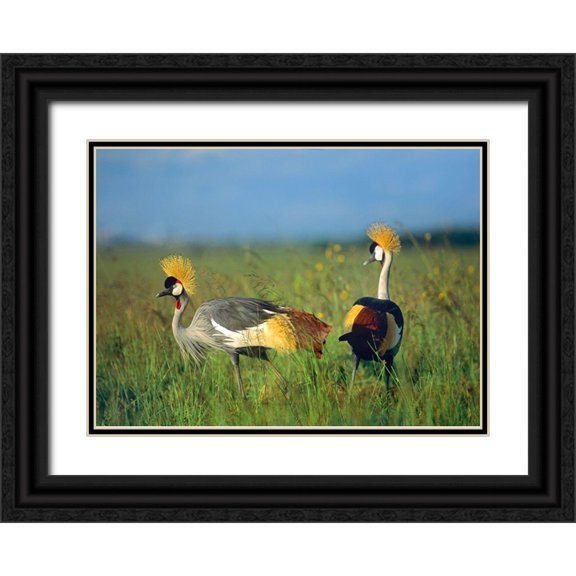 Fitzharris, Tim 32x24 Black Ornate Wood Framed with Double Matting Museum Art Print Titled - Crowned Cranes-Kenya