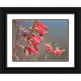 thumbnail image 1 of Fitzharris, Tim 32x25 Black Ornate Wood Framed with Double Matting Museum Art Print Titled - Firecracker Penstemon, 1 of 4