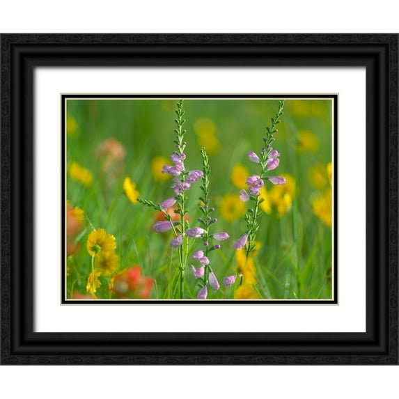 Fitzharris, Tim 32x25 Black Ornate Wood Framed with Double Matting Museum Art Print Titled - Hairy Beardtoungue Penstemon