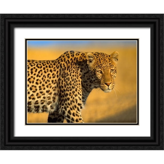 Fitzharris, Tim 32x25 Black Ornate Wood Framed with Double Matting Museum Art Print Titled - Leopard-Kenya