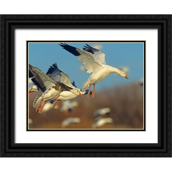 Fitzharris, Tim 32x25 Black Ornate Wood Framed with Double Matting Museum Art Print Titled - Snow Geese Landing