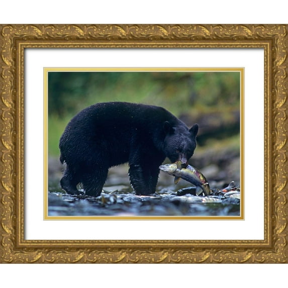 Fitzharris, Tim 32x25 Gold Ornate Wood Framed with Double Matting Museum Art Print Titled - Black bear with salmon