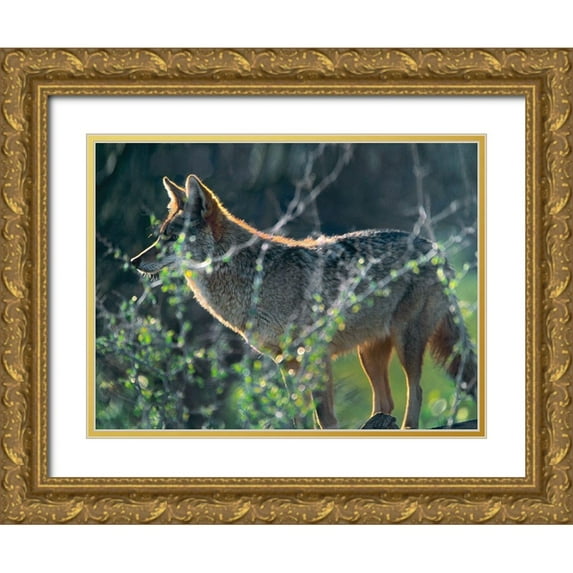 Fitzharris, Tim 32x25 Gold Ornate Wood Framed with Double Matting Museum Art Print Titled - Coyote Hunting