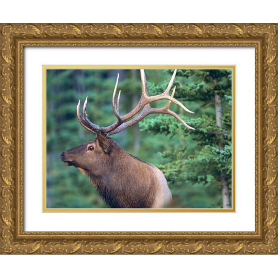 Fitzharris, Tim 32x25 Gold Ornate Wood Framed with Double Matting Museum Art Print Titled - Elk