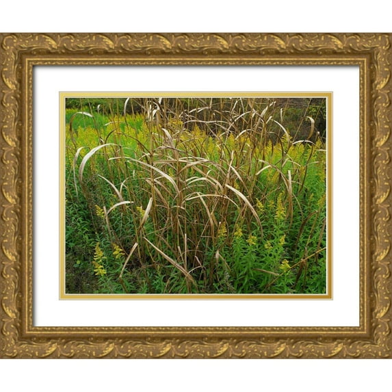 Fitzharris, Tim 32x25 Gold Ornate Wood Framed with Double Matting Museum Art Print Titled - Goldenrods near DeQueen-Arkansas