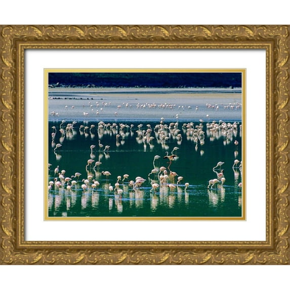 Fitzharris, Tim 32x25 Gold Ornate Wood Framed with Double Matting Museum Art Print Titled - Lesser Flamingos-Kenya