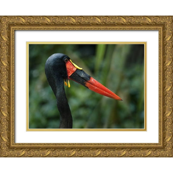 Fitzharris, Tim 32x25 Gold Ornate Wood Framed with Double Matting Museum Art Print Titled - Saddle-billed Stork-Kenya I