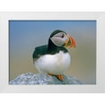 thumbnail image 1 of Fitzharris, Tim 32x25 White Modern Wood Framed Museum Art Print Titled - Atlantic Puffin III, 1 of 4