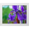thumbnail image 1 of Fitzharris, Tim 32x25 White Modern Wood Framed Museum Art Print Titled - Blue Flag Iris, 1 of 4