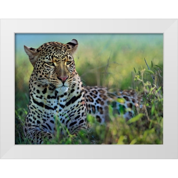 Fitzharris, Tim 32x25 White Modern Wood Framed Museum Art Print Titled - Leopard-Kenya