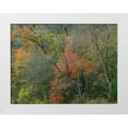 thumbnail image 1 of Fitzharris, Tim 32x25 White Modern Wood Framed Museum Art Print Titled - Oak-hickory Woodlands-Ozark National Forest-Arkansas, 1 of 4