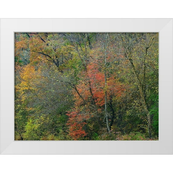 Fitzharris, Tim 32x25 White Modern Wood Framed Museum Art Print Titled - Oak-hickory Woodlands-Ozark National Forest-Arkansas