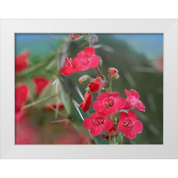 Fitzharris, Tim 32x25 White Modern Wood Framed Museum Art Print Titled - Wrights Penstemon II