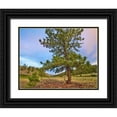 thumbnail image 1 of Fitzharris, Tim 32x26 Black Ornate Wood Framed with Double Matting Museum Art Print Titled - Pine Tree-Cochetopa Hills-Rio Grande National Forest, 1 of 4