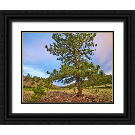 Fitzharris, Tim 32x26 Black Ornate Wood Framed with Double Matting Museum Art Print Titled - Pine Tree-Cochetopa Hills-Rio Grande National Forest